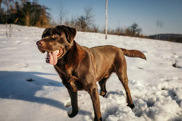 Ένα σκυλί με ένα φρίσμπι στο χιόνι. — Φωτογραφία Αρχείου