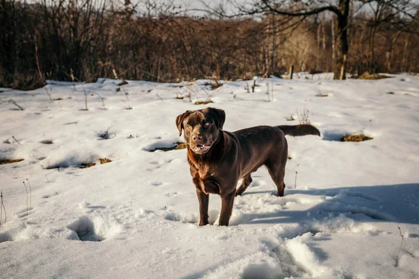 Un cane in piedi su un campo innevato — Foto Stock