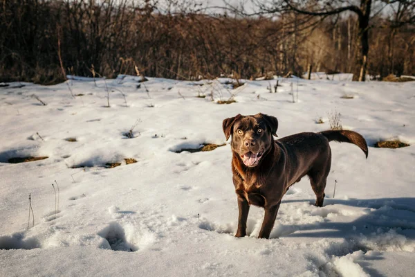 Ein Hund, der mit Schnee bedeckt ist — Stockfoto