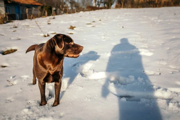 Ένα σκυλί στέκεται στο χιόνι ένα Λαμπραντόρ — Φωτογραφία Αρχείου