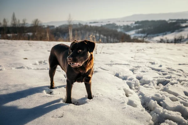 Karda duran bir köpek Bir Labrador — Stok fotoğraf