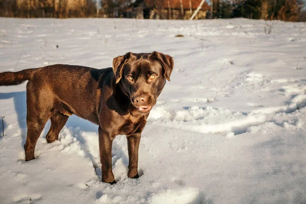 Ένα μεγάλο καφέ σκυλί στέκεται στο χιόνι — Φωτογραφία Αρχείου