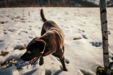 Kumsalın tepesinde duran bir köpek