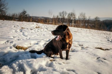 Karla kaplı bir köpek
