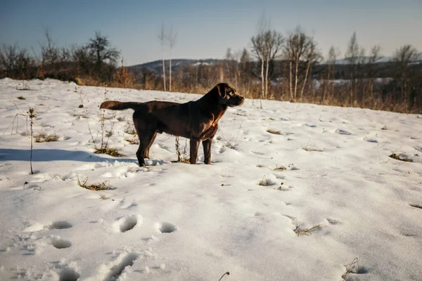 Karla kaplı bir arazide duran bir köpek. — Stok fotoğraf