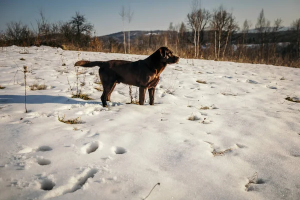 Karla kaplı bir arazide duran bir köpek. — Stok fotoğraf