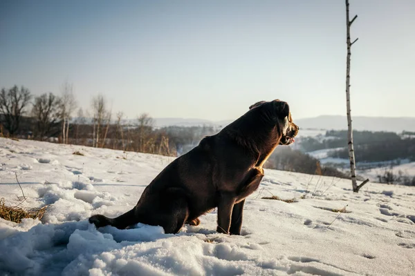 Karla kaplı bir köpek — Stok fotoğraf