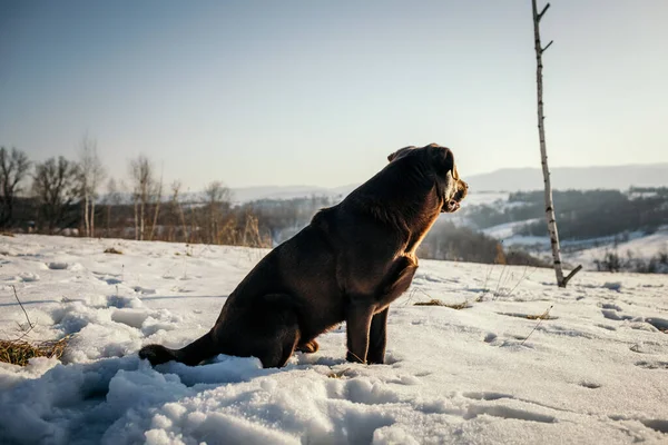 Karla kaplı bir arazide duran bir köpek. — Stok fotoğraf
