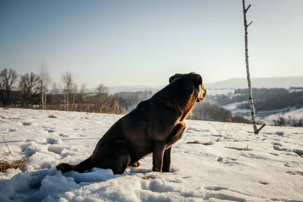 Karla kaplı bir köpek — Stok fotoğraf