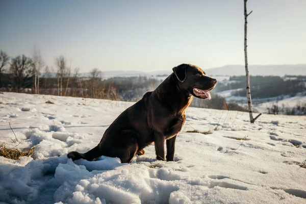 Un cane in piedi su un campo innevato — Foto Stock