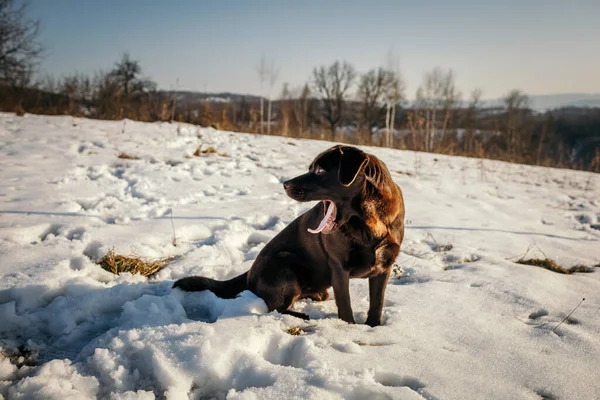 Un cane coperto di neve — Foto Stock