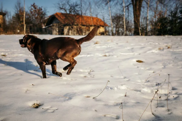 Ένα σκυλί περπατά στο χιόνι ένα Λαμπραντόρ — Φωτογραφία Αρχείου