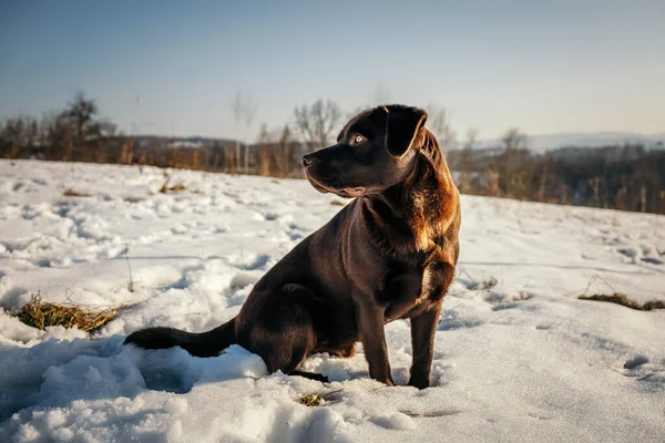 Ένα σκυλί που είναι καλυμμένο με χιόνι — Φωτογραφία Αρχείου