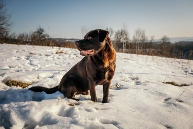 Karda duran bir köpek