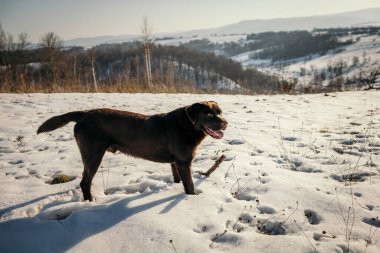 Karla kaplı bir arazide duran bir köpek.