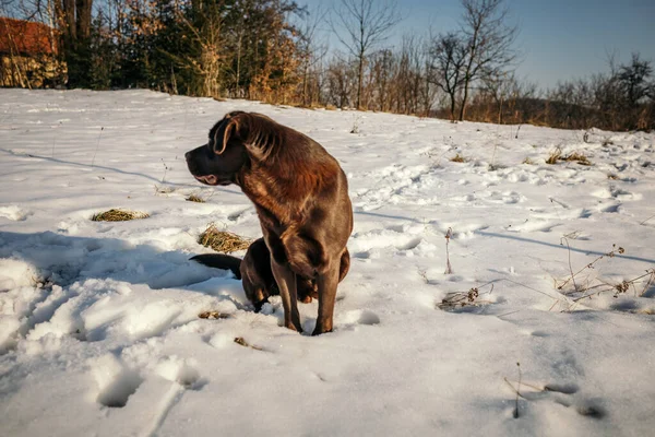 Un cane che sta in piedi nella neve — Foto Stock