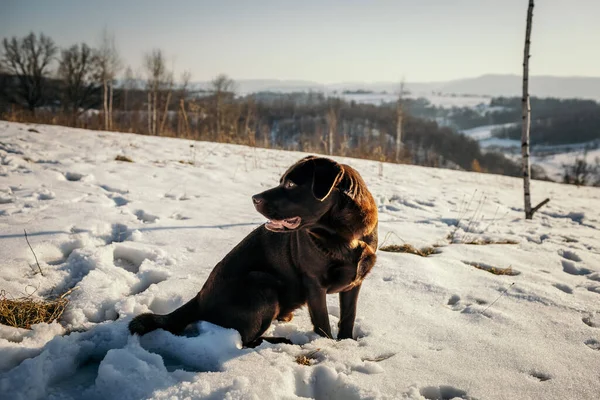 Un cane in piedi su un campo innevato — Foto Stock