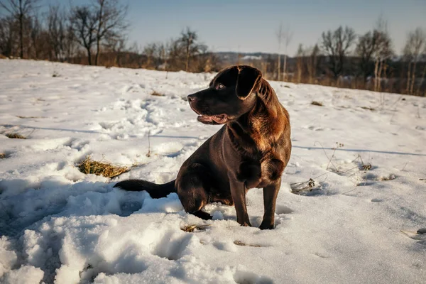 Un cane che è coperto di neve un Labrador — Foto Stock