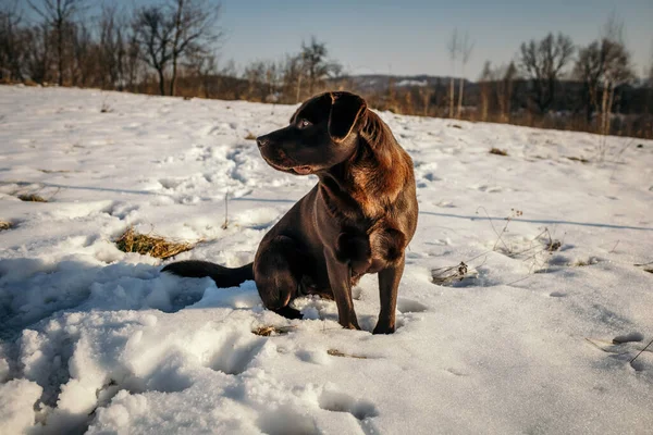 Ένα σκυλί που είναι καλυμμένο με χιόνι — Φωτογραφία Αρχείου