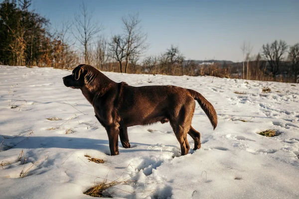 Un cane in piedi su un campo innevato — Foto Stock
