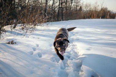 Karla kaplı bir köpek
