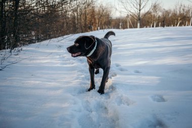Karda duran bir köpek Bir Labrador