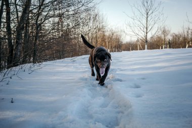 Karla kaplı bir köpek Bir Labrador