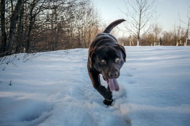 Karda zıplayan bir köpek Bir Labrador
