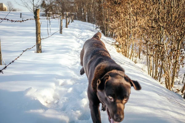 Karda duran bir köpek