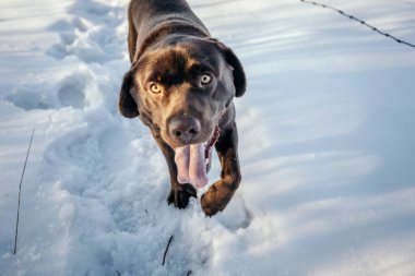 Karda duran bir köpek Bir Labrador