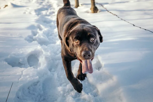 En hund i snön en labrador — Stockfoto
