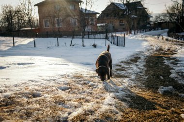 Karla kaplı bir ev Bir Labrador