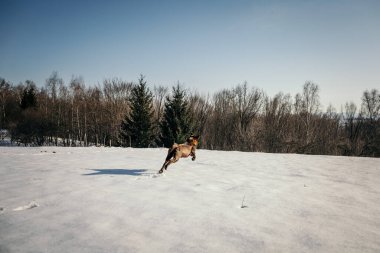 Karla kaplı yamaçta kayak yapan bir adam.
