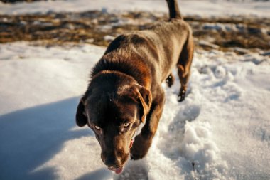 Karda bir köpeğin yakın çekimi.