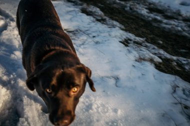 Karda duran bir köpek Bir Labrador