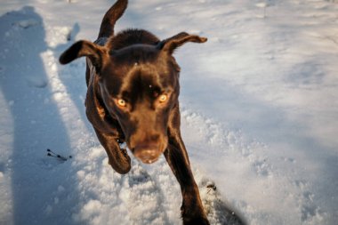 Karda duran bir köpek Bir Labrador