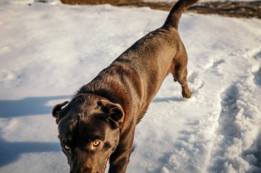 Karda duran büyük kahverengi bir köpek.