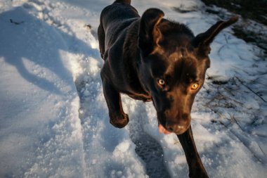 Karda duran bir köpek