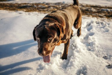 Karda duran bir köpek Bir Labrador