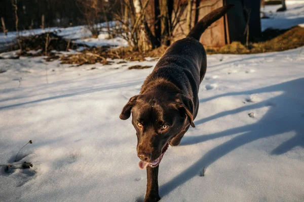 Un cane in piedi su una strada innevata — Foto Stock