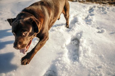 Yerde yatan büyük kahverengi bir köpek.