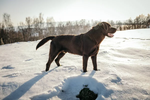 Karda duran bir köpek Bir Labrador — Stok fotoğraf