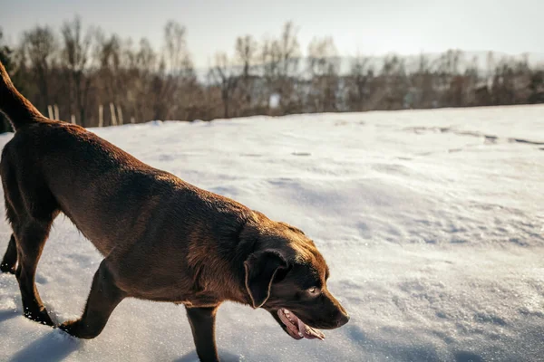 Un cane bruno che porta una borsa che cammina sulla neve — Foto Stock