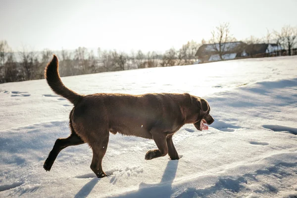 Karda yürüyen bir köpek Bir Labrador — Stok fotoğraf