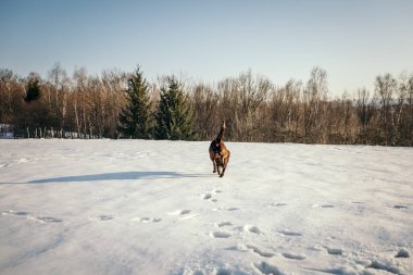 Karla kaplı yamaçta kayak yapan bir insan.