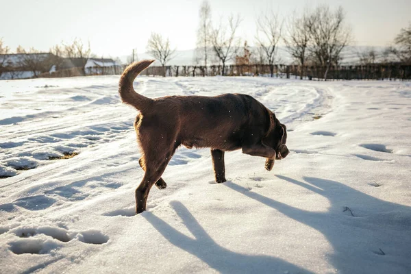 Karda yürüyen bir köpek Bir Labrador — Stok fotoğraf