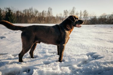 Karda duran büyük kahverengi bir köpek Bir Labrador
