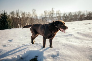 Karla kaplı bir arazide duran bir köpek.