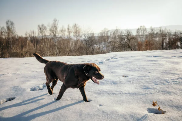 Ένα σκυλί τρέχει στο χιόνι ένα Λαμπραντόρ — Φωτογραφία Αρχείου