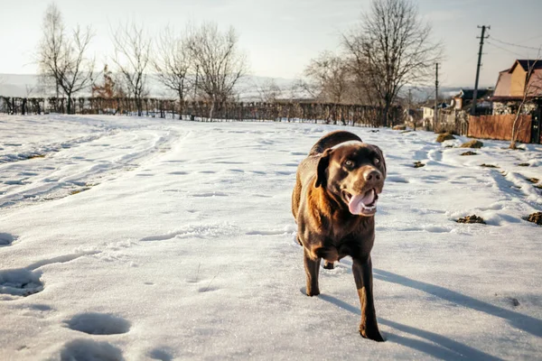 Un cane che sta in piedi nella neve — Foto Stock
